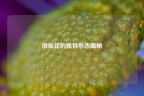 凤仙花的独特形态揭秘
