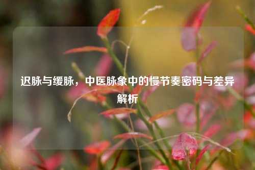 迟脉与缓脉，中医脉象中的慢节奏密码与差异解析